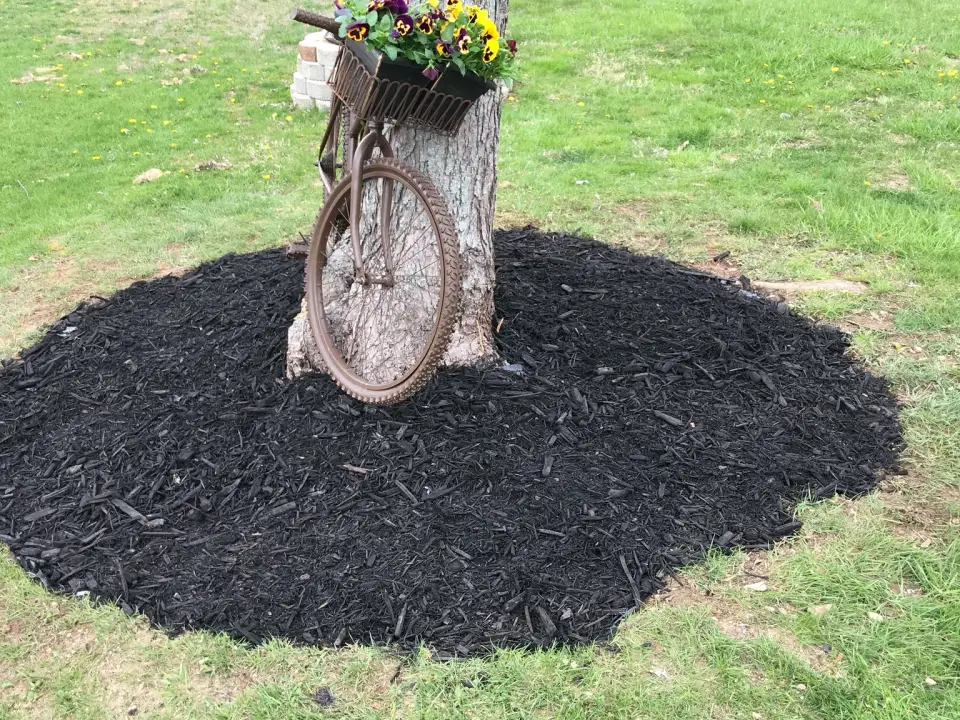 Dark mulch around a tree with a decorative bicycle planter.