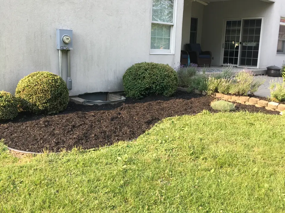 Mulched planting beds with shaped shrubs beside a lawn.