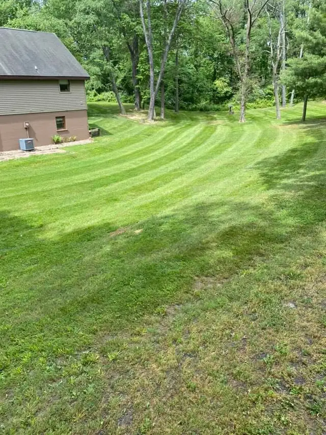 Mowing stripes curve across a lawn beside trees.