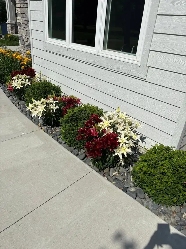 White and red flowers line a stone garden bed beside a path.