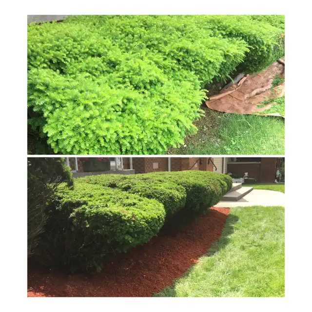 Original collage of a hedge border and red mulch.