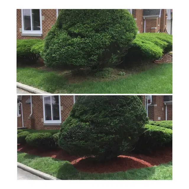 Original collage of shaped evergreen shrubs and a mulch bed.