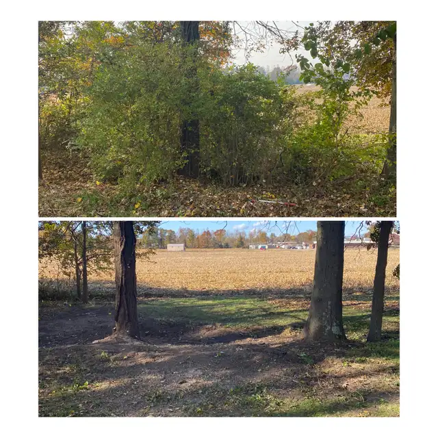 Original collage of dense growth and a cleared area beside trees.