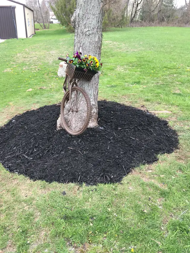 Dark mulch around a tree with a bicycle-shaped flower planter.