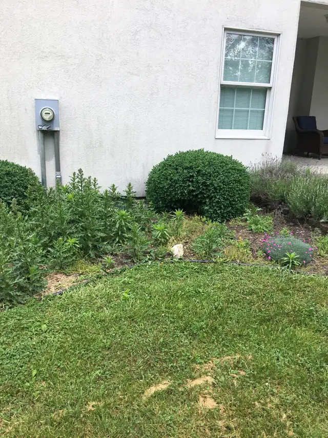 An established garden bed with shrubs and low planting.