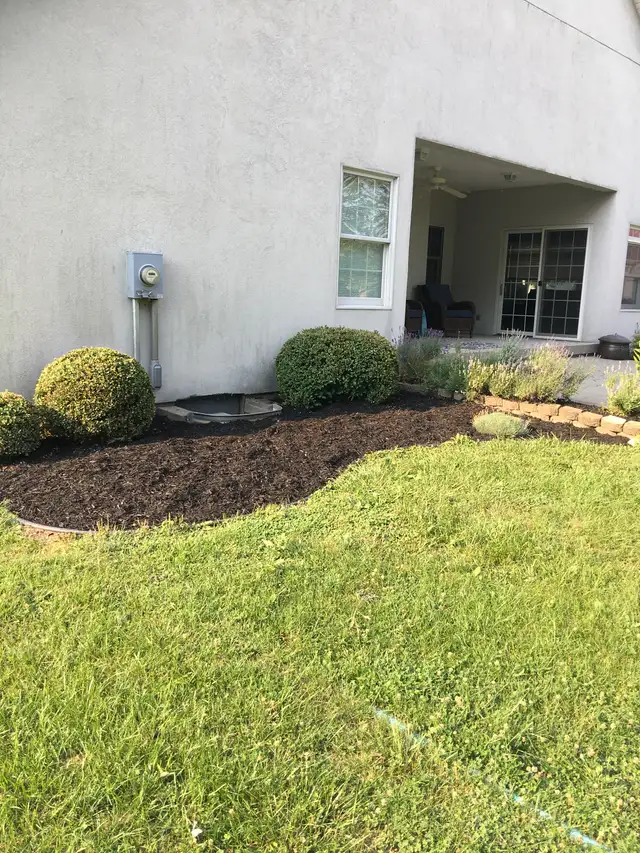 Shaped shrubs and dark mulch along a curved garden bed.